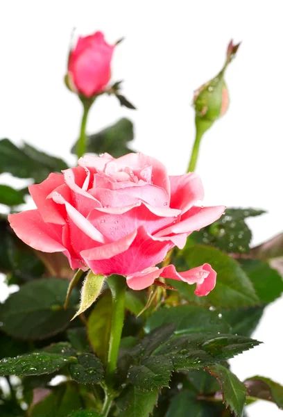Blossoming rose plant with dew drops — Stock Photo, Image