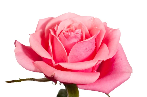 Fioritura fiore di rosa — Foto Stock