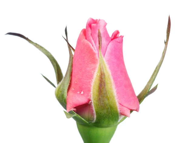 Pąk róży — Zdjęcie stockowe