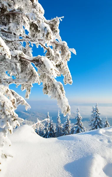 Winter snowy landscape — Stock Photo, Image