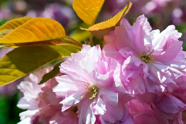 Růžová japonská třešňový květ — Stock fotografie
