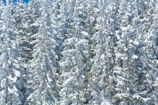 Winter forest (natur bakgrund) — Stockfoto