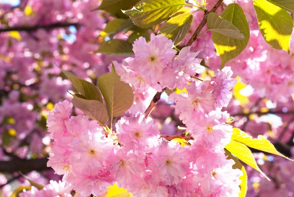 Rosa fiore di ciliegio giapponese — Foto Stock