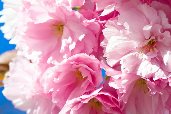 Ροζ άνθη κερασιάς — Φωτογραφία Αρχείου