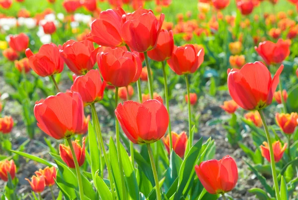 Red tulip flowers — Stock Photo, Image