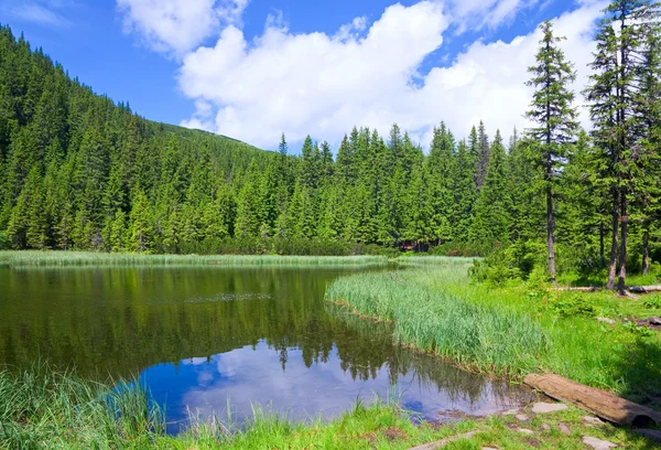 Verano montaña bosque lago — Foto de Stock