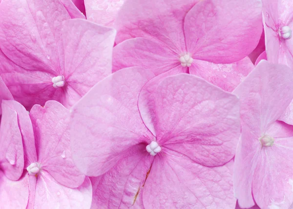 Hortênsia rosa floresce com orvalho macro — Fotografia de Stock