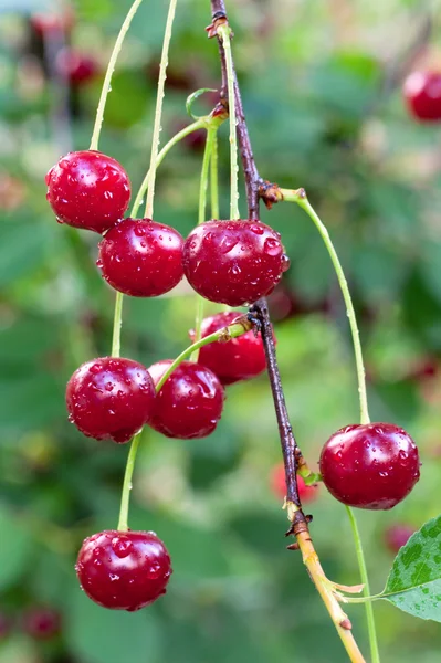 Galho de cerejeira com cerejas vermelhas — Fotografia de Stock