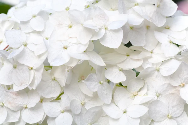 White hydrangea blossoms with dew macro — Stock Photo, Image