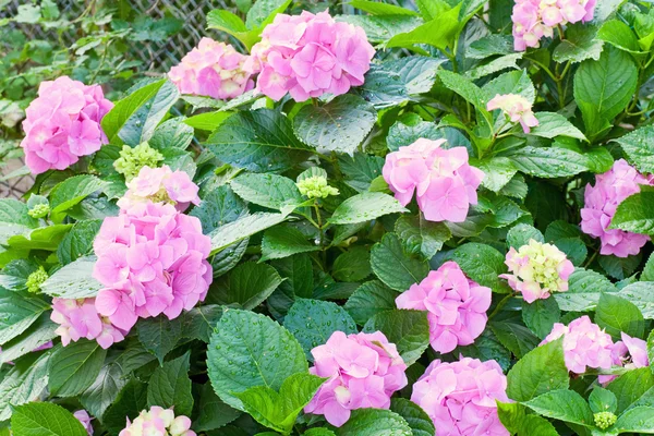 Μεγάλο Ορτανσία ροζ άνθη με δροσιά (close-up). — Φωτογραφία Αρχείου