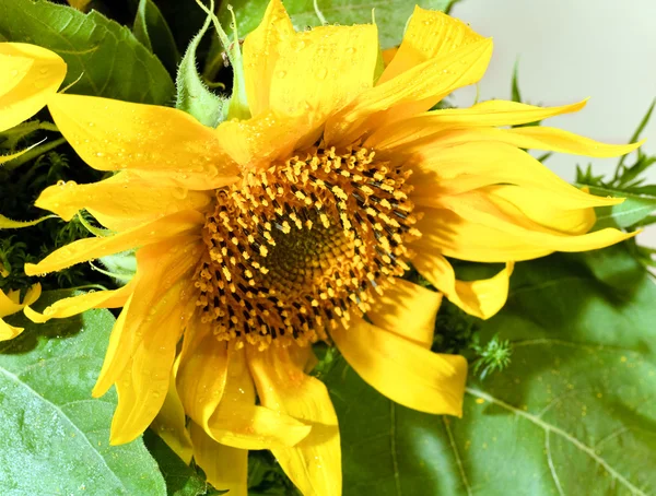 Slunečnice kytice — Stock fotografie