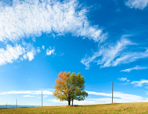 Одинокое осеннее дерево на фоне неба — стоковое фото