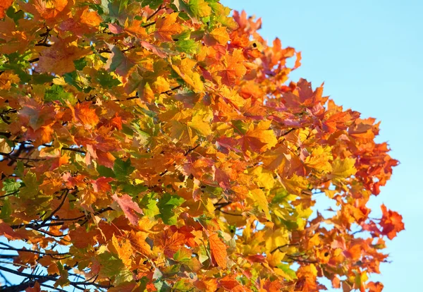 Красная осенняя кленовая листва — стоковое фото