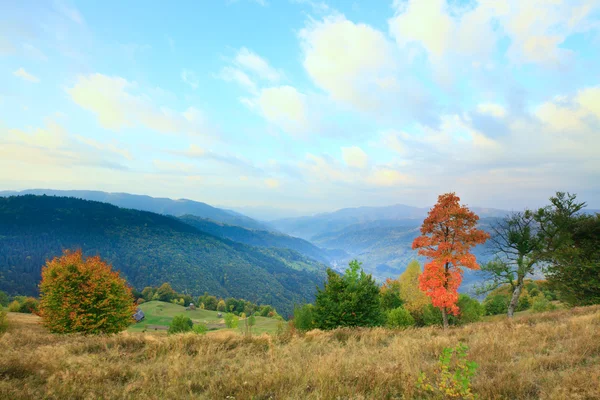 Árboles de otoño en la ladera de la montaña . — Foto de Stock