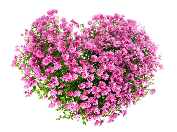 Chrysanthemums flowers in heart shape — Stock Photo, Image