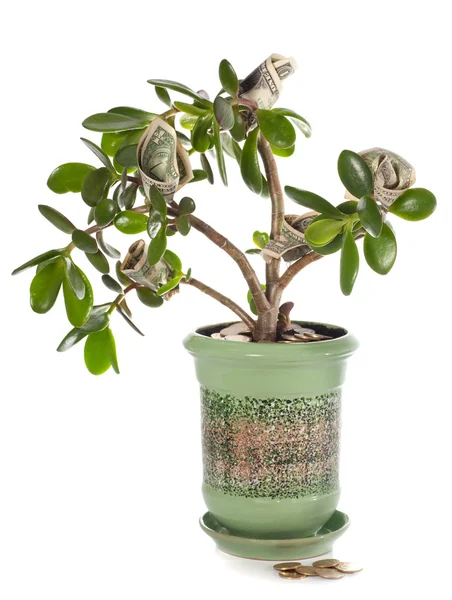 Planta de jade con billetes de dólar aislados en blanco (dinero en flor — Foto de Stock