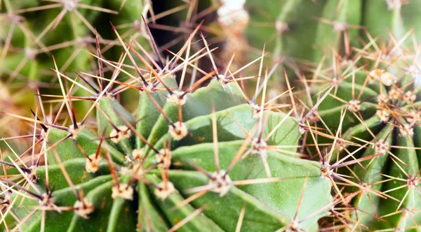 Netelige barrel cactus plant deel — Stockfoto