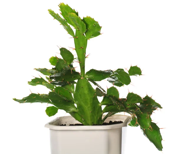 Plante de cactus en pot isolée sur blanc . — Photo