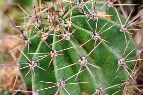 Части кактуса из тернового ствола — стоковое фото