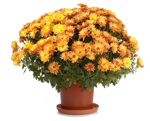 Chrysanthemums in flowerpot — Stock Photo, Image