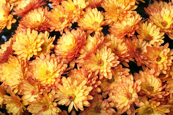 Krysantemum — Stockfoto