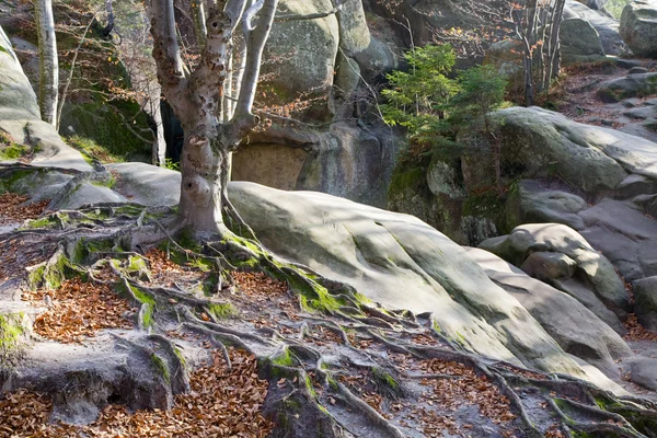Verheven stenen in bos — Stockfoto