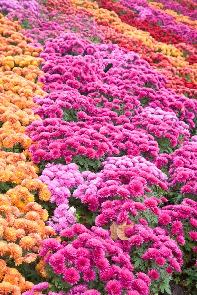 Chrysanthème fleur-mauvais — Photo