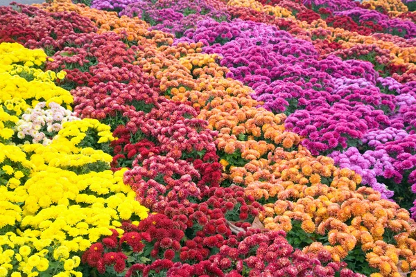 Chryzantéma květ bad — Stock fotografie