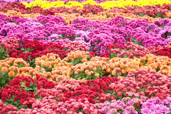 Chrysanthemum flower-bad — Stock Photo, Image