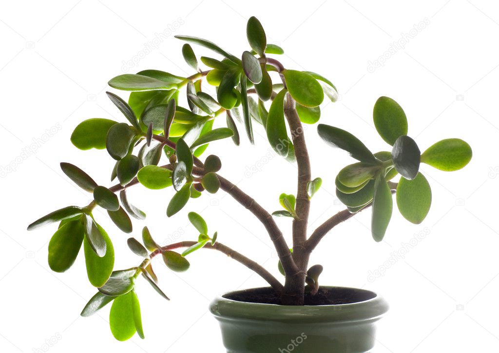 Crassula (dollar tree) plant isolated on white.