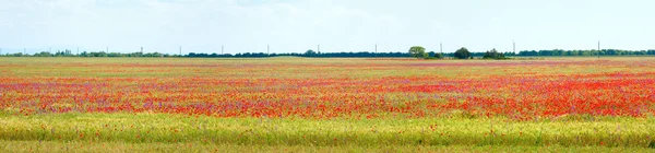 美しい夏の畑とポピーの花. — ストック写真