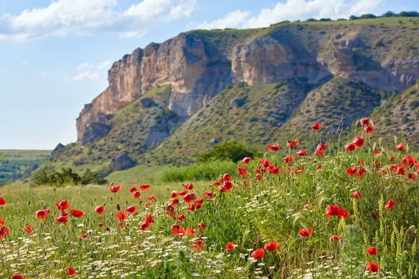 Прекрасний літній гірський пейзаж з квітами  . — стокове фото