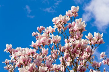 Magnolia-tree clipart