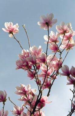 Magnolia-tree clipart