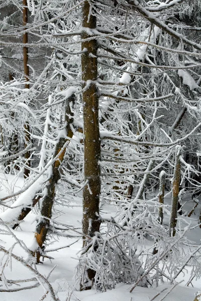 Les profondeurs de la forêt hivernale — Photo