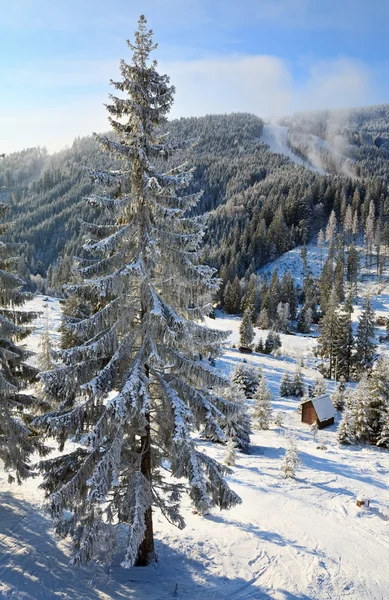 겨울 산에서가 문 비 나무 — 스톡 사진