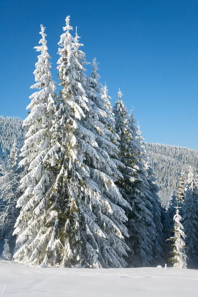 Zimní smrkových stromů — Stock fotografie