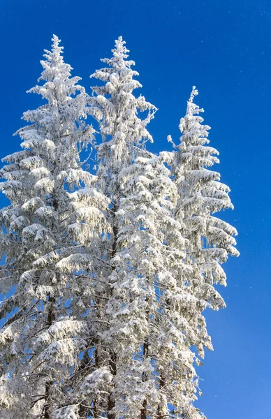 Winter spruces tops and snowfall on sky background — Stock Photo, Image