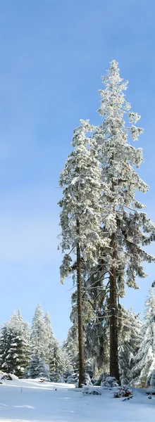Árbol de abeto alto cubierto de nieve de invierno — Foto de Stock