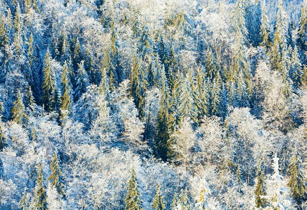 Winter bos achtergrond — Stockfoto