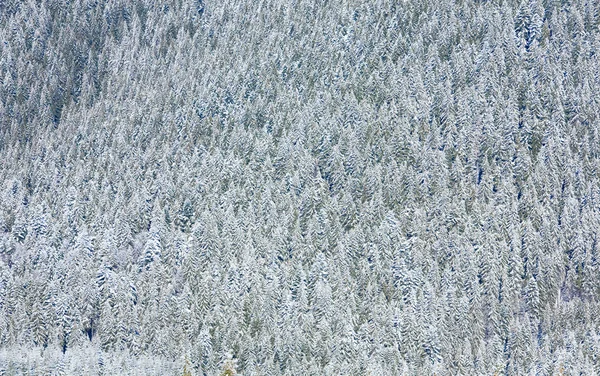 Winter forest bakgrund — Stockfoto