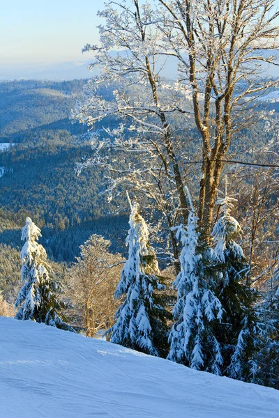 Zúzmara hatálya alá tartozó fák a téli-hegy — Stock Fotó