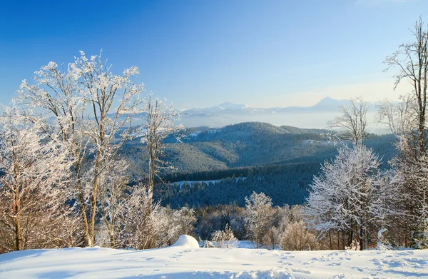 冬の山で覆われた木を樹氷します。 — ストック写真