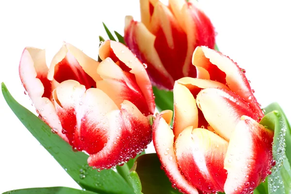 Bouquet de tulipes isolé sur blanc — Photo