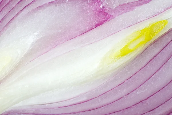 Lâmpada de cebola violeta dividida — Fotografia de Stock