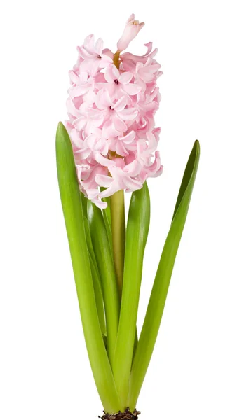Hyacinthus の花 — ストック写真