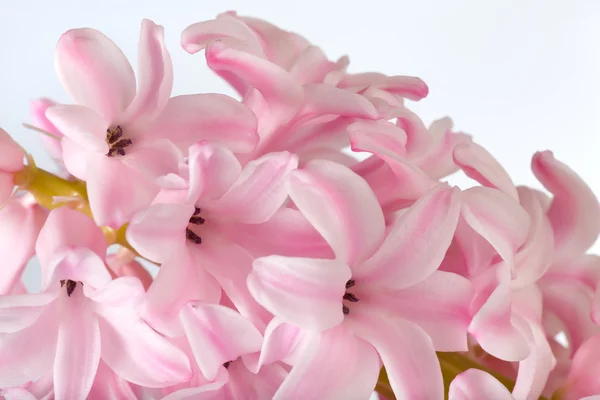 stock image Hyacinthus flower