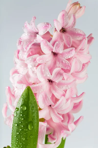 Hyacinthus flower — Stock Photo, Image