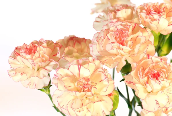 Geel-pink carnation bloemen — Stockfoto