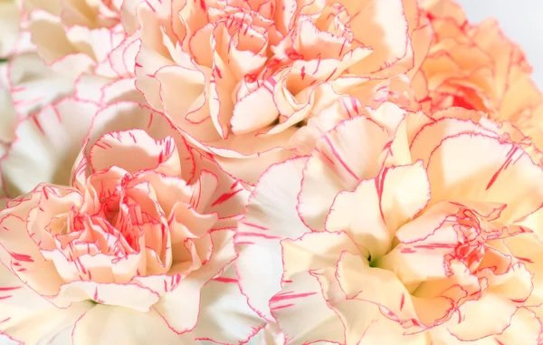 白色粉红色康乃馨鲜花背景 — 图库照片